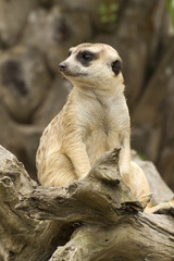 Meerkat