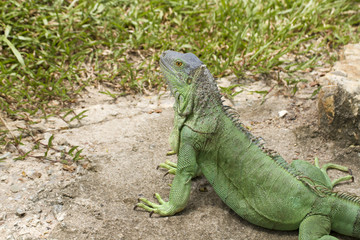 Iguana