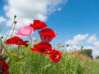 Wild flowers in a field in summer