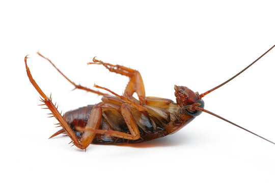 cockroaches Dead