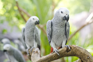 .African Grey Parrot