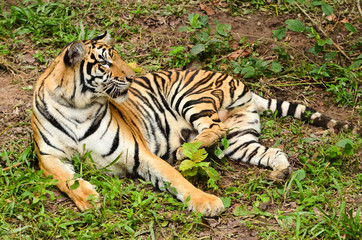 bengal tiger