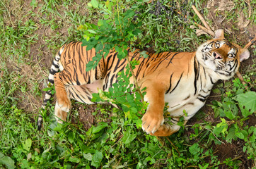 bengal tiger