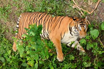 bengal tiger