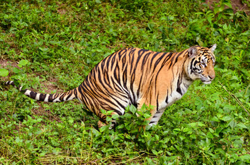 bengal tiger