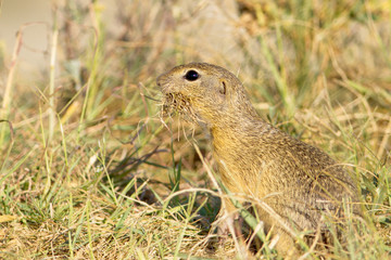 Souslik or European Ground Squirrel (Spermophilus citellus)