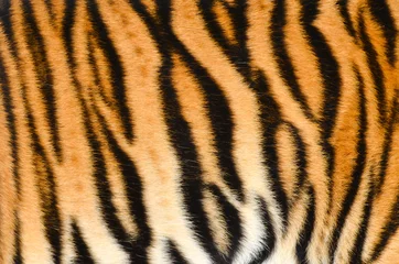 Keuken spatwand met foto tijger huid © anankkml