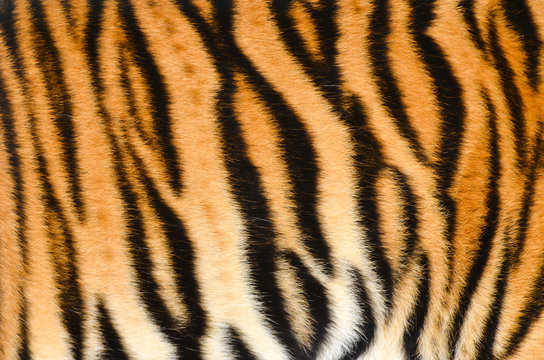 Tiger Skin Images – Browse 71,548 Stock Photos, Vectors, and Video ...