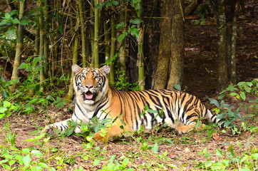 bengal tiger