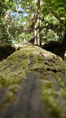 Der australische Regenwald bei Brisbane