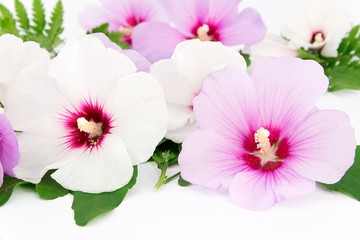 Hibiscus fiori
