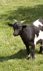 Alpine goat