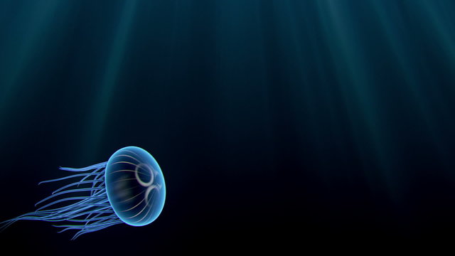 Two animated blue jellyfish swimming gracefully.
