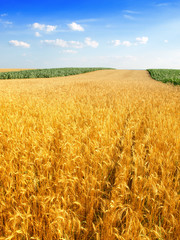 Wheat field against a blue sky