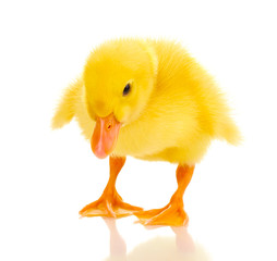 Duckling isolated on white