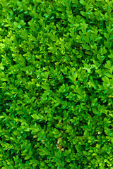 beautiful green bush close up