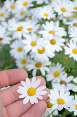 Touching the chamomile flowers