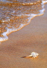 Seashell on the sea coast