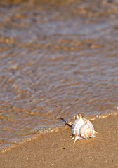 Vertical view of seashell on the sea coast