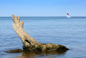 Fototapeta premium Tree root on the sea coast