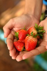 strawberry on hand