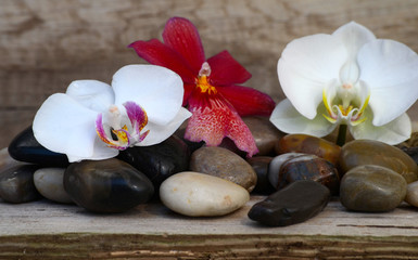 Wellness Steine Orchideen