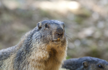 Marmot