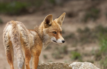 Beautiful fox