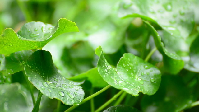 Pennywort in wet season