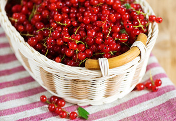 Red currant
