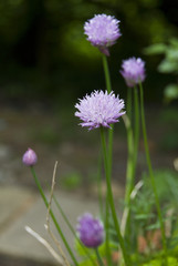 Puple Chive Flowers