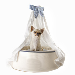 chihuahua on bed dog © cynoclub