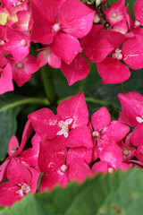 hortensia