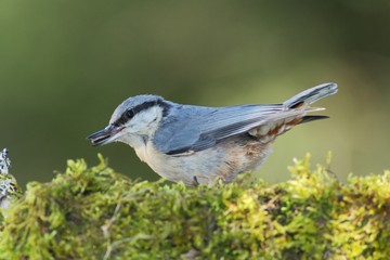 Eurasian Nuthatch (Sitta europaea)