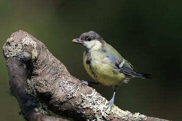 Juvenile Great Tit (Parus major)
