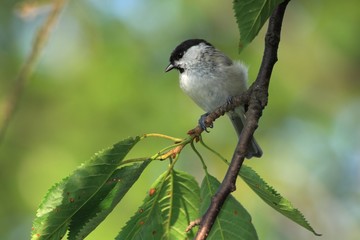 Marsh Tit (Poecile palustris)