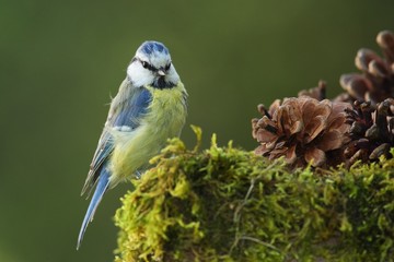 Adult Blue Tit (Cyanistes caeruleus)