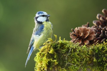 Adult Blue Tit (Cyanistes caeruleus)