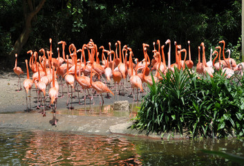 Caribbean flamingos