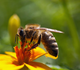 Bee