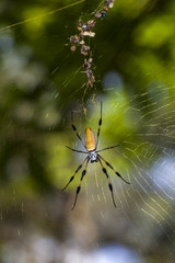 golden silk orb-weavers (genus Nephila)