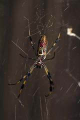 Basilica Orb Weaver