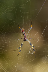 Basilica Orb Weaver