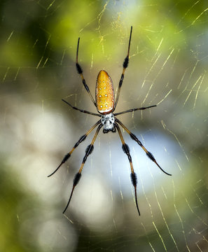 golden silk orb-weavers (genus Nephila)