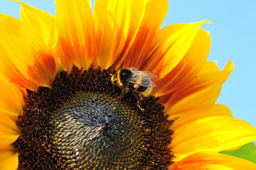 Hummel bei der Arbeit