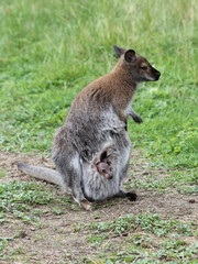 Bennettkänguru mit Jungtier