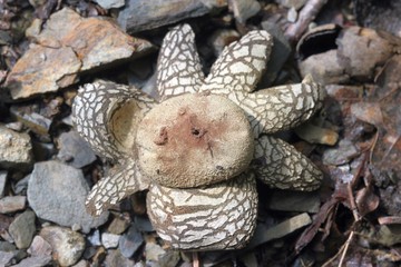 Gemeiner Wetterstern (Astraeus hygrometricus)