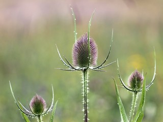 Wilde Karde (Dipsacus fullonum)