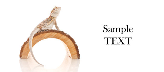 Fototapeta premium Bearded Dragon Background