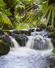 Waterfall in Tropical Stream